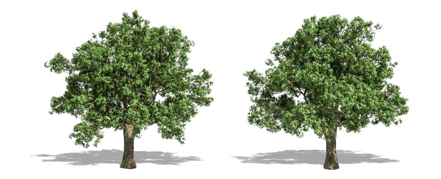 Beautiful Quercus tree isolated and cutting on a white background with clipping path.