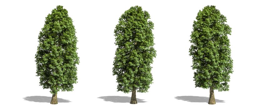 Beautiful Tilia platyphyllos tree isolated and cutting on a white background with clipping path.