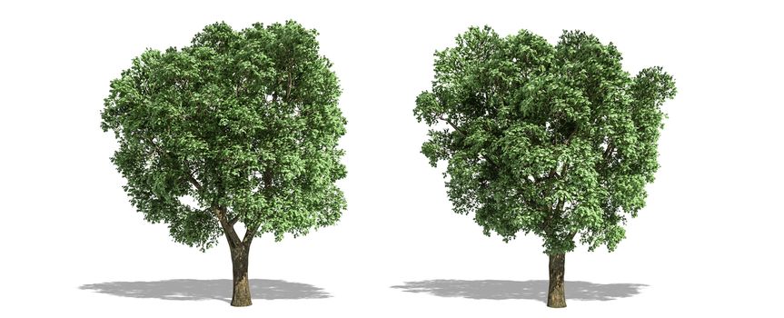 Beautiful  Ulmus tree isolated and cutting on a white background with clipping path.