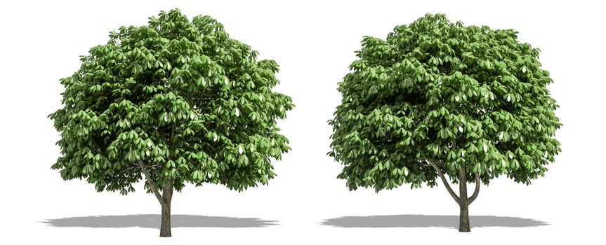 Beautiful Aesculus tree isolated and cutting on a white background with clipping path.