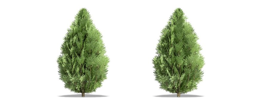 Beautiful Chamaecyparis lawsoniana tree isolated and cutting on a white background with clipping path.