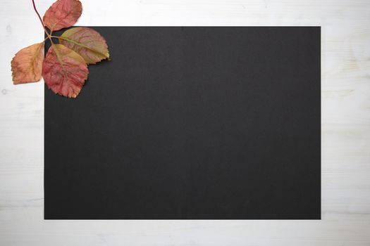 Autumn flat lay copy space: top view of a fallen Virginia creeper (Parthenocissus quinquefolia) leave on black copy space in wooden background