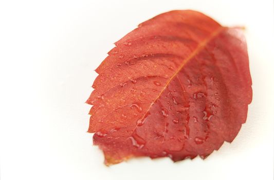 Autumn in orange: angle view close up of red Virginia creeper (Parthenocissus quinquefolia) leaf on white background