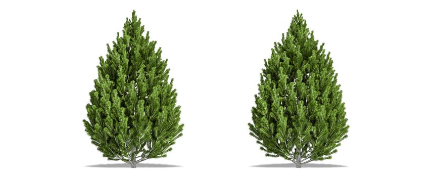 Beautiful Pinus leucodermis tree isolated and cutting on a white background with clipping path.