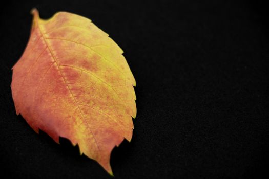 Autumn in orange: close up view of a Virginia creeper (Parthenocissus quinquefolia) leaf in shades of red and orange on black background