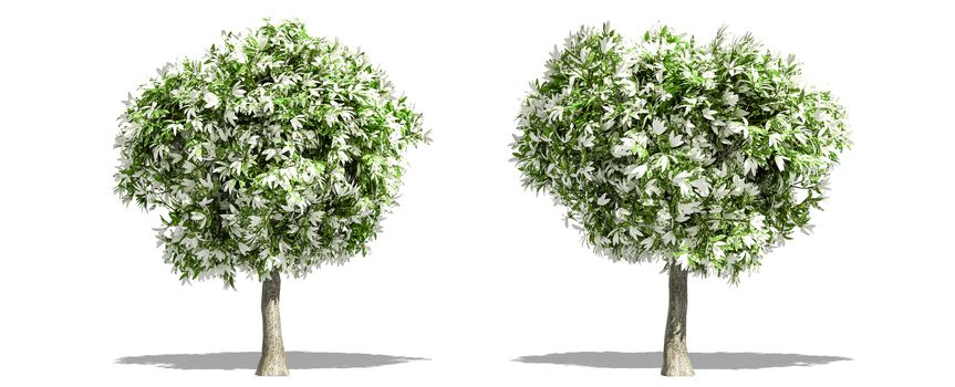 Beautiful tree isolated and cutting on a white background with clipping path.