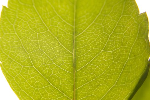 Macro close-up view of a green Virginia Creeper (Parthenocissus quinquefolia) leaf with foreground veins