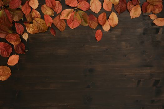 Autumn copy space: top view of red Virginia creeper (Parthenocissus quinquefolia) leaves in shades of red and orange on a dark brown wooden background