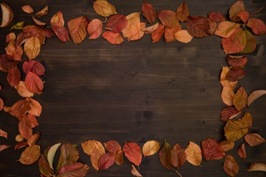 Autumn copy space: top view of red Virginia creeper (Parthenocissus quinquefolia) leaves in shades of red and orange on a dark brown wooden background