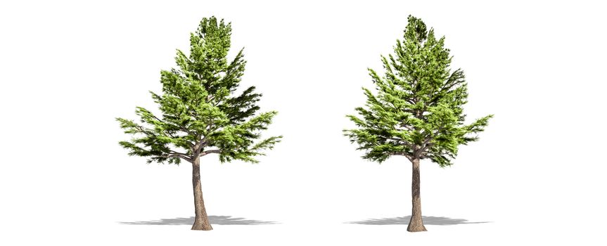 Beautiful Cedrus libani tree isolated and cutting on a white background with clipping path.