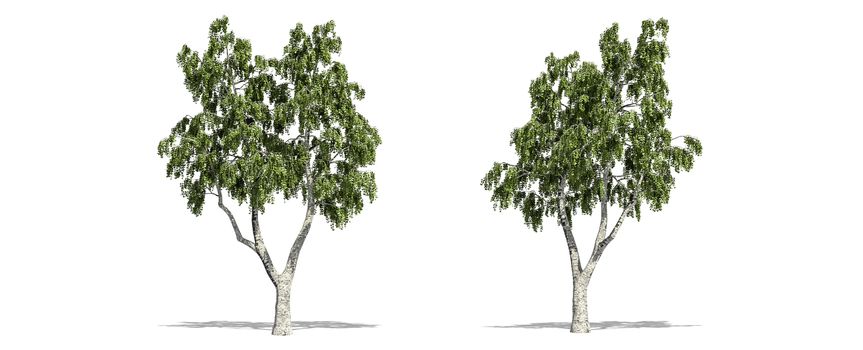 Beautiful Betula tree isolated and cutting on a white background with clipping path.