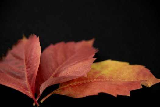 Autumn in orange: angle view close up of Virginia creeper (Parthenocissus quinquefolia) leaves in shades of red and orange on black background