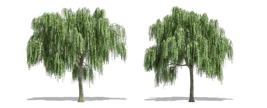Beautiful Salix tree isolated and cutting on a white background with clipping path.