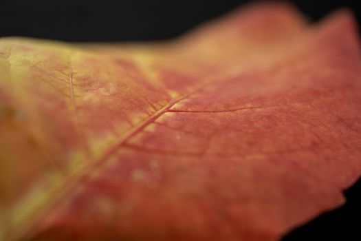 Autumn in orange: angle view close up of a red Virginia creeper (Parthenocissus quinquefolia) leaf in shades of red and orange on black background