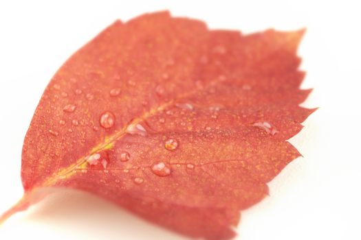 Autumn in orange: angled close up view of a red Virginia creeper (Parthenocissus quinquefolia) leaf with dewdrops on a white background