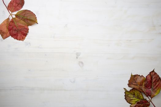 Flat lay of two red Virginia creeper (Parthenocissus quinquefolia) leaves in shades of red and orange on a white wooden background