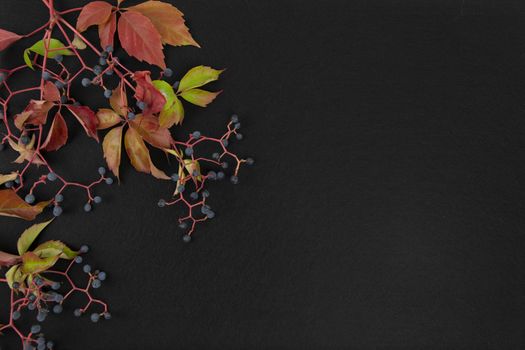 Autumn flat lay copy space: top view of Virginia creeper (Parthenocissus quinquefolia) red and orange leaves with black grapes on a black background