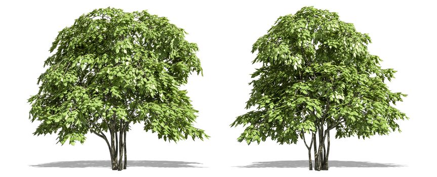 Beautiful Staphyella pinnata tree isolated and cutting on a white background with clipping path.