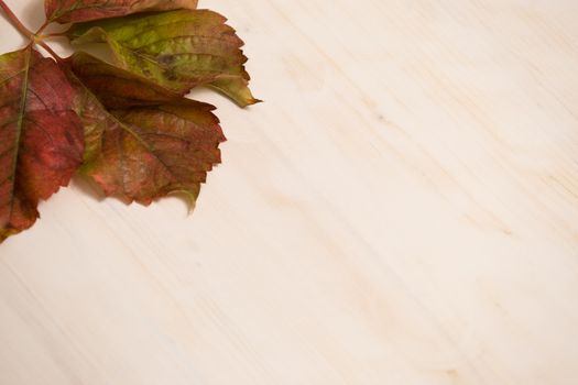 Autumn copy space: angle view of red Virginia creeper (Parthenocissus quinquefolia) leaves in shades of red and orange on a white wooden background