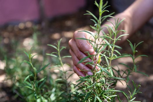 A young woman takes care of a rosemary plant with her hands in her vegetable garden