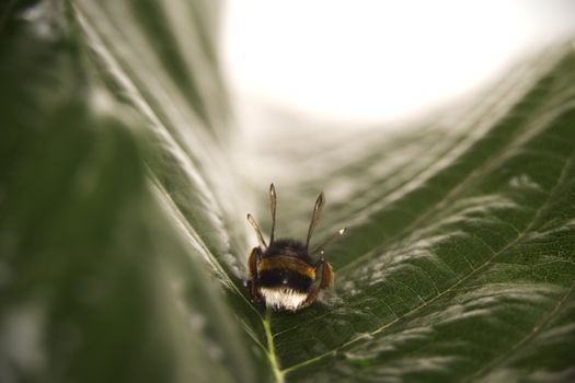 Nature alert concept: close up of a bumble bee (Bombus) dead in selective focus on a green leaf