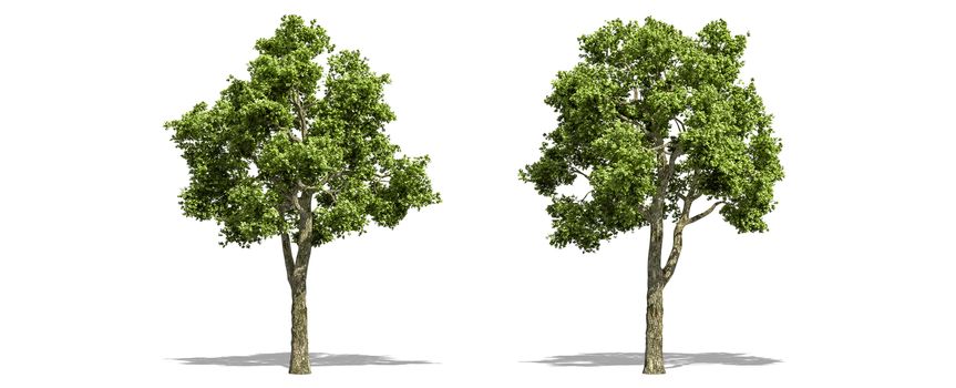Beautiful  Fraxiuns tree isolated and cutting on a white background with clipping path.