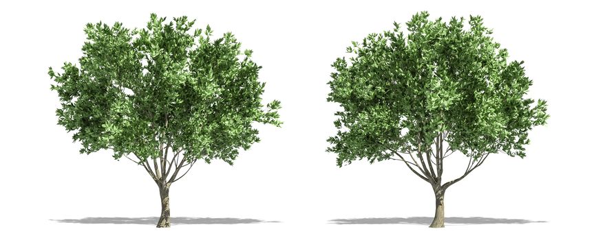 Beautiful Olea europaea tree isolated and cutting on a white background with clipping path.