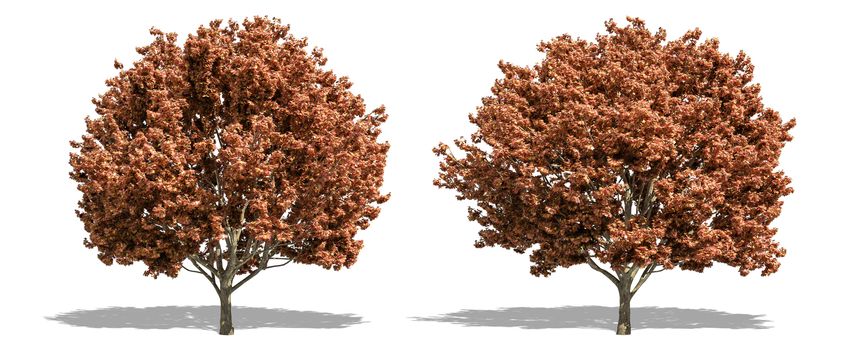 Beautiful Acer tree isolated and cutting on a white background with clipping path.
