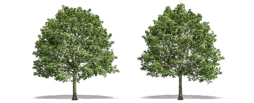 Beautiful Carpinus tree isolated and cutting on a white background with clipping path.