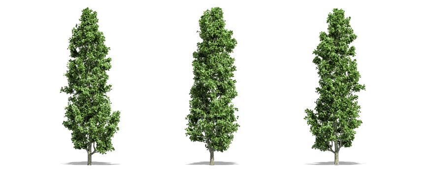 Beautiful  Populus tree isolated and cutting on a white background with clipping path.