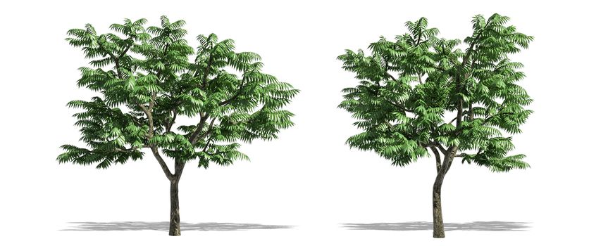 Beautiful Rhus typhina tree isolated and cutting on a white background with clipping path.
