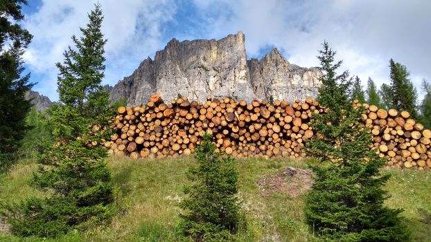 Life in the mountains: three young fir trees stand out boldly covering a pile of newly cut and neatly arranged logs. In the background the Dolomites.