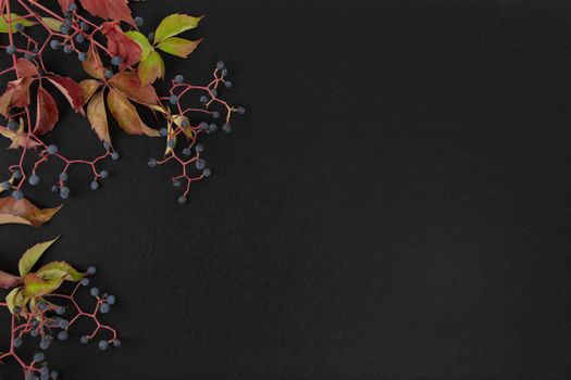 Autumn flat lay copy space: top view of Virginia creeper (Parthenocissus quinquefolia) red and orange leaves with black grapes on a black background