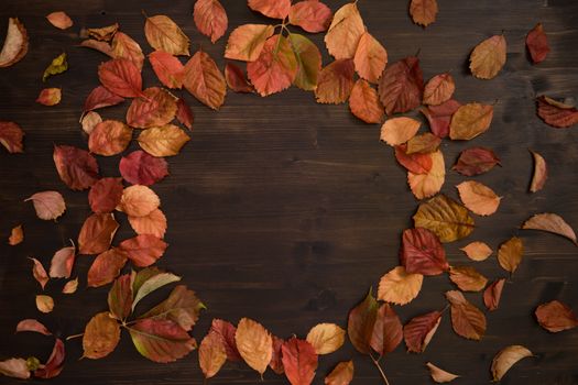 Autumn copy space: top view of red Virginia creeper (Parthenocissus quinquefolia) leaves in shades of red and orange on a dark brown wooden background