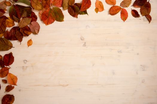 Autumn copy space: angle view of red Virginia creeper (Parthenocissus quinquefolia) leaves in shades of red and orange on a white wooden background