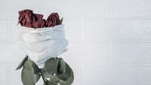 Three wilted roses in a medical mask as a symbol of the covid pandemic.Flowers are quarantined in a protective mask against viruses,colds and flu.Preventing the development of an outbreak of infection