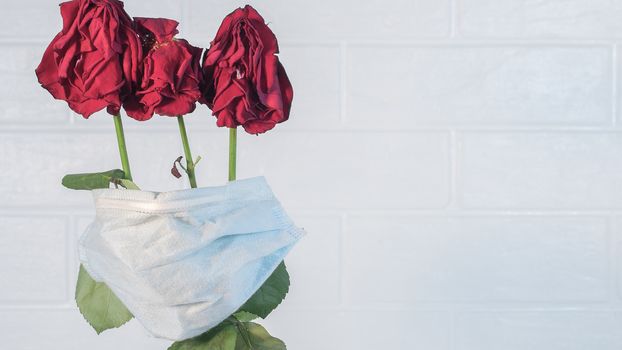 Three wilted roses in a medical mask as a symbol of the covid pandemic.Flowers are quarantined in a protective mask against viruses,colds and flu.Preventing the development of an outbreak of infection