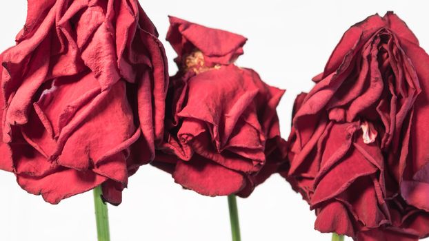 Three wilted roses on a white brick background. Dead dried old flowers in a vase.