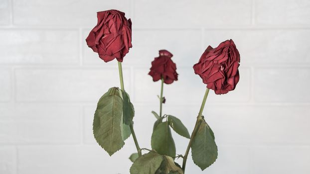 Three wilted roses on a white brick background. Dead dried old flowers in a vase.