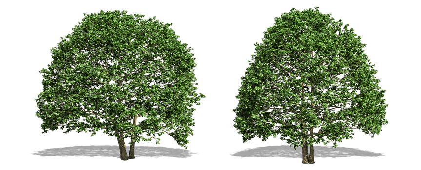 Beautiful Alnus tree isolated and cutting on a white background with clipping path.