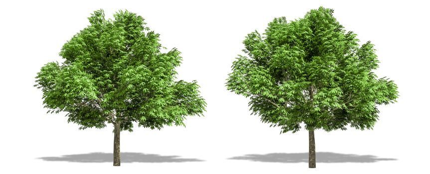 Beautiful Aesculus glabra tree isolated and cutting on a white background with clipping path.