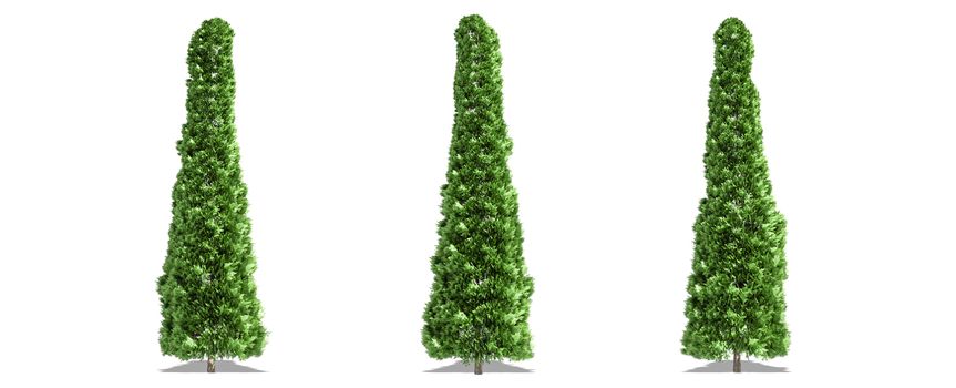 Beautiful Thuja tree isolated and cutting on a white background with clipping path.