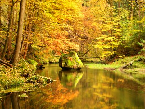 Autumn colorful forest above mountain river. Water under leaves trees. Low level with yellow orange reflection. Green mossy boulder in stream.