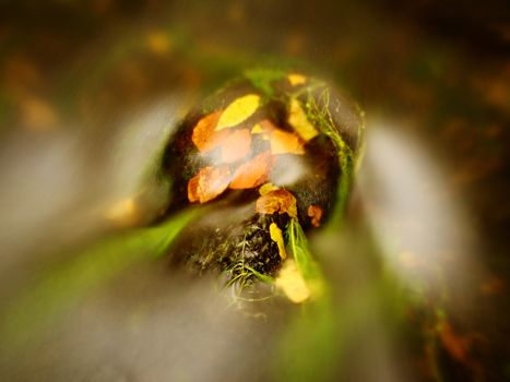 Colorful autumn beeches and  aspen leaves on boulder in fall mountain stream. Cold water blurred by long exposure, blue reflection in water level. 