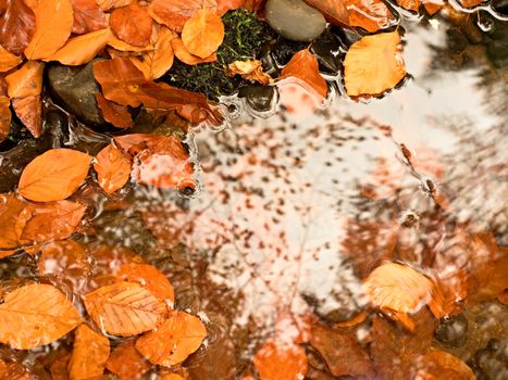 Natural mirror in orange frame. Fallen beech leaves  in water of mountain river, first leaves bellow water level. Drowned leaves in cold river.