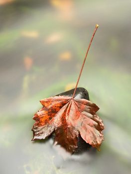 The colorful broken leaf from maple tree on basalt stones in blurred water of mountain river. Beauty scenery. Broken stone. Beauty maple leaf in water. Fall scenery. Beauty autumn water. Stone rapids