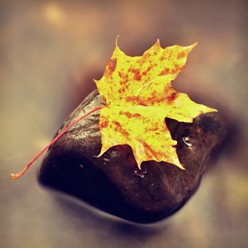 The colorful broken leaf from maple tree on basalt stones in blurred water of mountain river. Beauty scenery. Broken stone. Beauty maple leaf in water. Fall scenery. Beauty autumn water. Stone rapids