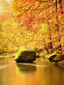 Autumn colorful forest above mountain river. Water under leaves trees. Low level with yellow orange  reflection.  Green mossy boulder in stream.