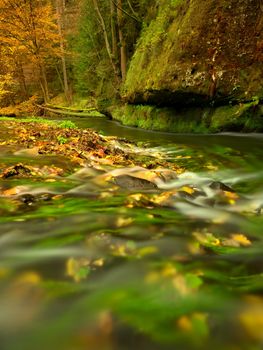 Colorful autumn beeches and  aspen leaves on boulder in fall mountain stream. Cold water blurred by long exposure, blue reflection in water level. 