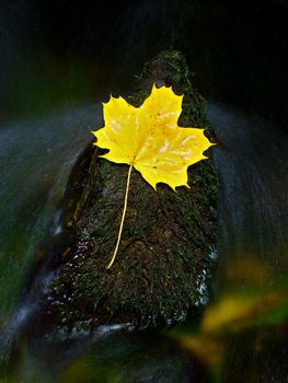 The yellow broken leaf from maple tree on basalt stone in blurred water of mountain river. Beauty scenery. Broken stone. Beauty maple leaf in water. Fall scenery. Beauty autumn water. Stone rapids